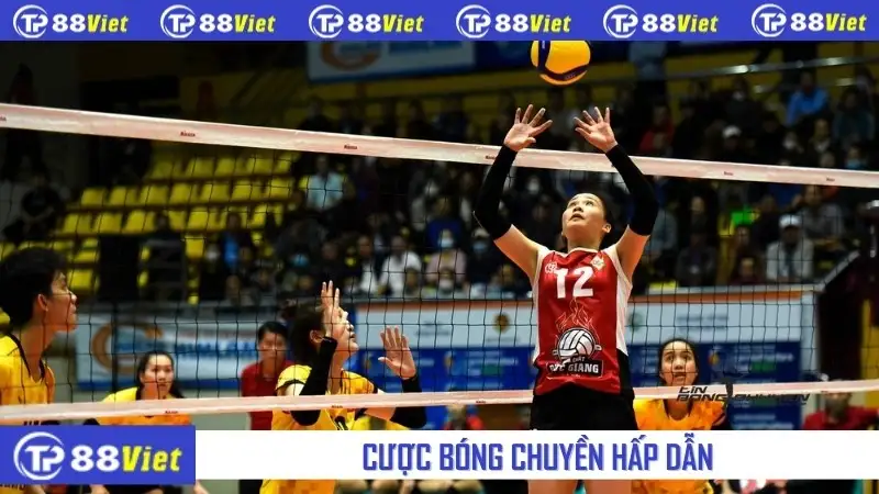 Cược bóng chuyền hấp dẫn